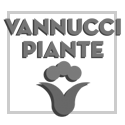 Vannucci Plante