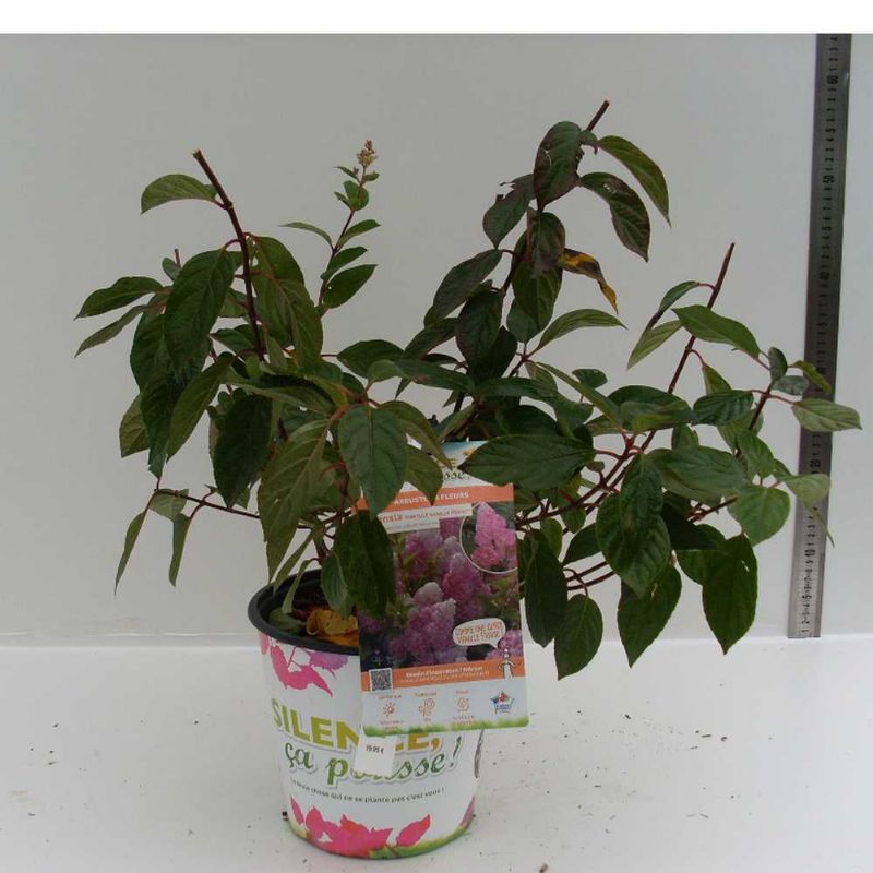 Hydrangea paniculata Vanille Fraise C04TF