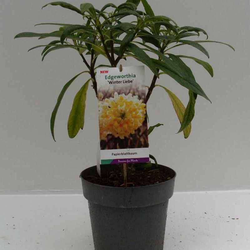 Edgeworthia chrysantha Winer Liebe C05 40/50