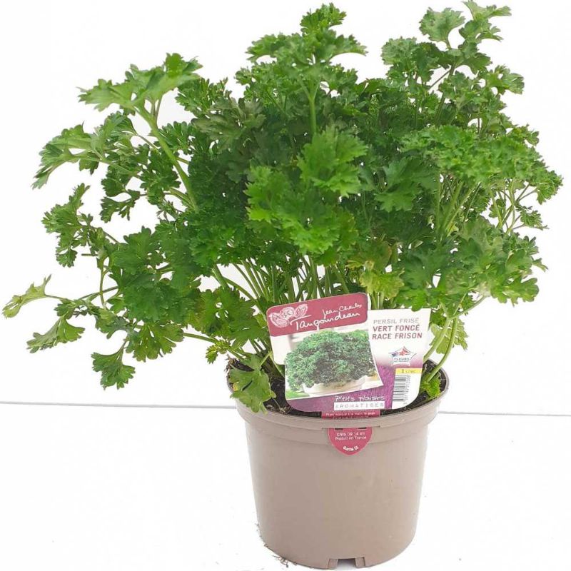 PERSIL FRISE POT DE 1L