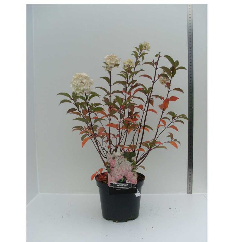 Hydrangea paniculata Vanille Fraise C10 40/50